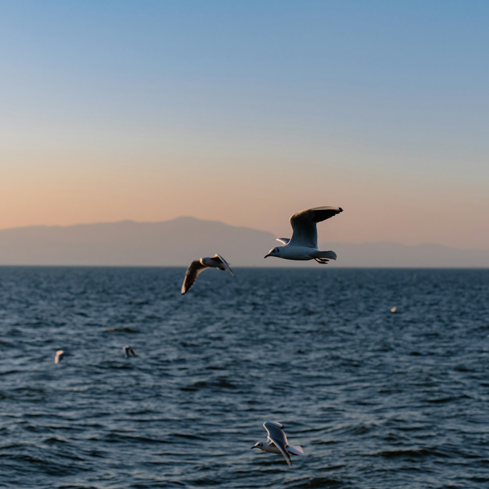 Seagulls over the lake in Kunming